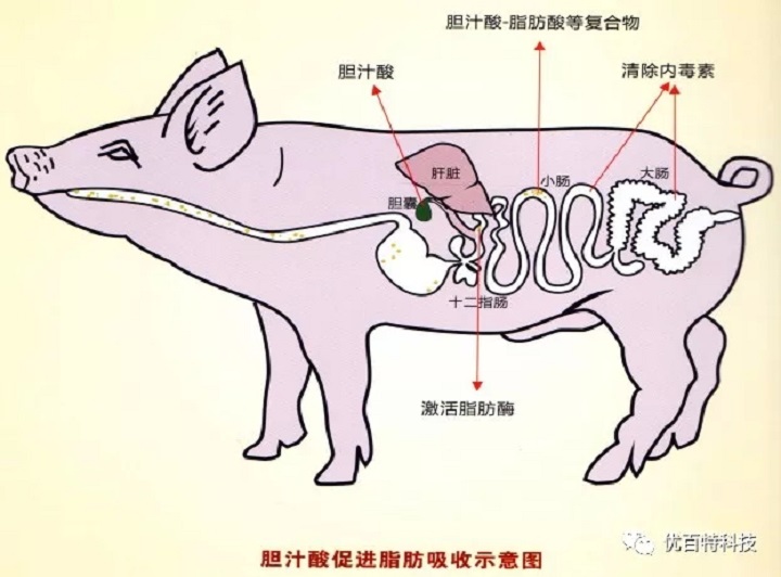 技术分享|小乳化大功效，看你选择对不对？ - 广州优百特科技有限公司